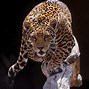 Image result for Jaguar Ears