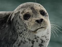 Image result for Grey Seal the Wash