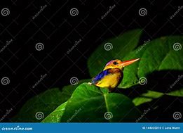 Image result for Blue Kingfisher In Borneo Rainforest