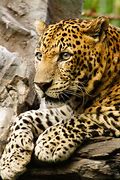 Image result for Panthera Pardus Hyaenidae