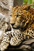 Image result for Java Leopard