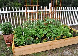 Image result for Pest Free Garden Beds