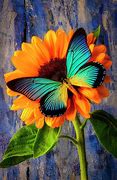 Image result for Sunflower Butterfly