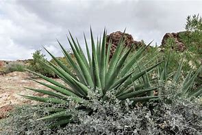 Image result for Desert Aloe Plant