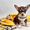 Image result for Chihuahua the Yapping