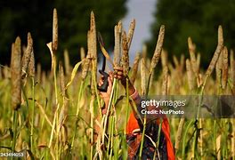 Image result for Millet Field Art India