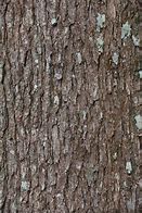 Image result for Camphor Tree Symbol