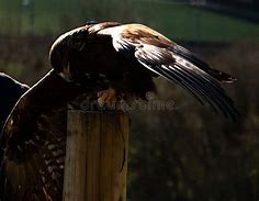 Image result for Golden Eagle Landing