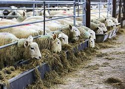 Image result for Feedlot