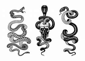 Image result for Pit Viper Tattoo