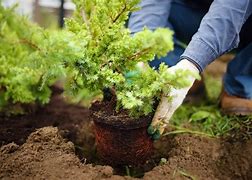 Image result for Planting Shrubs