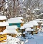 Image result for Migratory Beekeeping