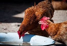 Image result for Chicken Drink Water