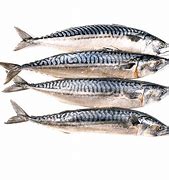 Image result for Norway Mackerel