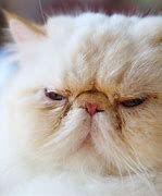 Image result for Picuters of Flat Face Cats