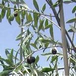 Image result for Most Cold-Hardy Olive Tree Mission