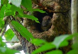 Image result for Tree Rat Prevention