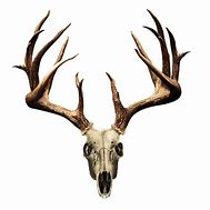 Image result for Deer Skull Monster