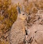 Image result for Animaru Viscacha