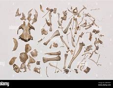 Image result for Owl Pellet Bones