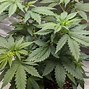 Image result for Male vs Female Cannabis Plant