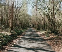 Image result for Paved Path Tree