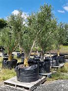 Image result for Olive Tree Modern Garden