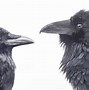 Image result for Crow V Raven