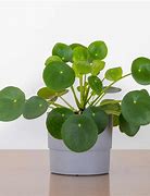 Image result for Money Plant Succulent