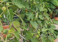 Image result for Fig Tree Diseases