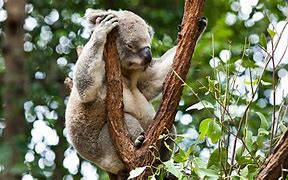 Image result for Koala Sleep