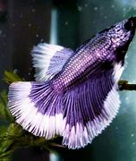 Image result for Purple Betta