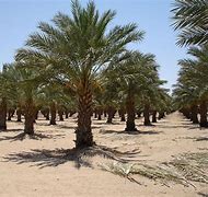 Image result for UAE Desert Plants