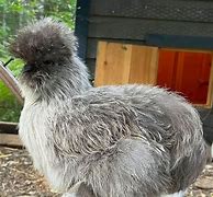 Image result for Gray Silkie Chicken