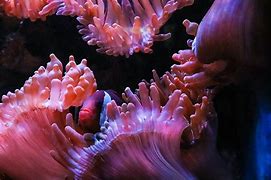 Image result for Anemone Fish No Background