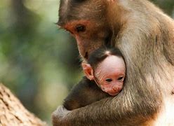 Image result for Baby Monkey G