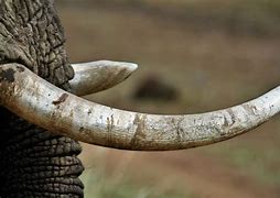 Image result for Baby Elephant Tusks