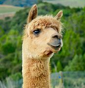 Image result for Camelids