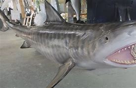 Image result for Shark Mount