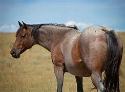 Image result for Light Bay Roan