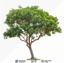 Image result for PSD Tree White