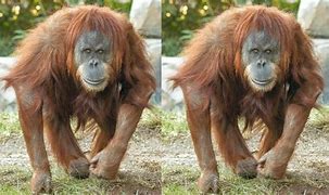 Image result for Ape Species List