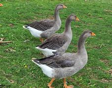 Image result for Geese Nest