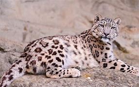 Image result for Leopard Lying