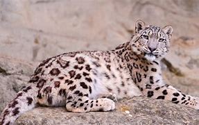 Image result for Snow Leopard Back Legs Lying Down