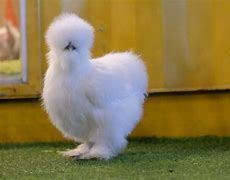 Image result for Sirok Chicken