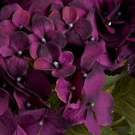 Image result for Purple Hydrangea Bouquet