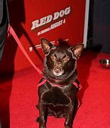 Image result for Koko Red Dog