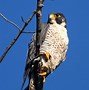 Image result for Ontario Birds of Prey