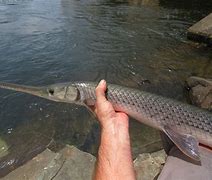 Image result for Arkansas Gar